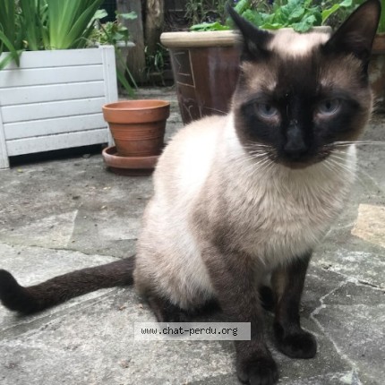 Photo of a cat found in La Courneuve