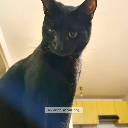 Photo of a cat found in Grand Fayt
