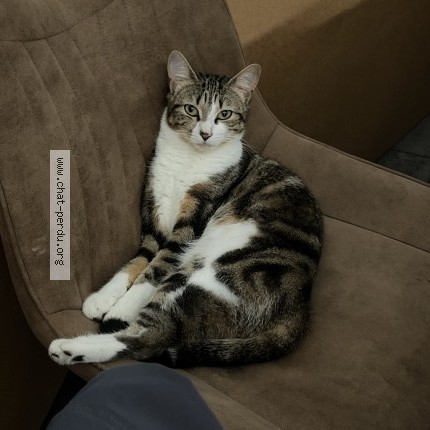 Photo of a cat found in Plumergat