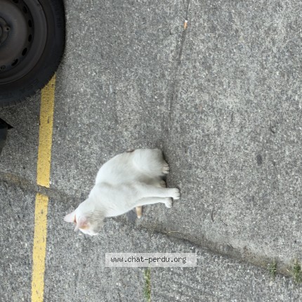 Foto 1/1 Gatto trovato Trovato a Corcelles Pres Payerne