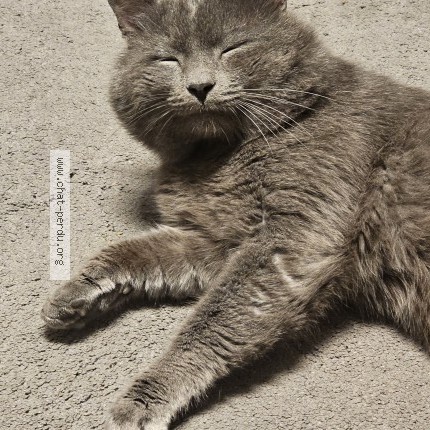 Foto 1/1 duman Kat vermist in Bruxelles