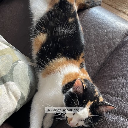 Photo of a cat found in Les Ulis