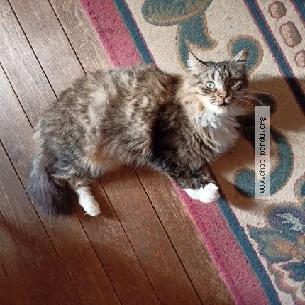 Photo of a cat found in Vernouillet