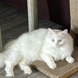 izzie