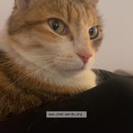 Photo of a cat found in Sainte Foy Les Lyon