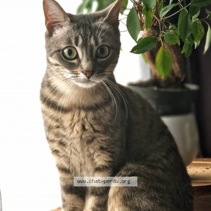 Photo of a cat found in Paraydouaville