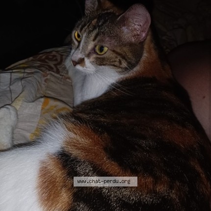 Photo of a cat found in Chelles