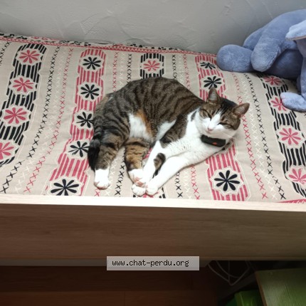 Photo of a cat found in Croissy Beaubourg