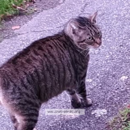 Photo of a cat found in Rieux