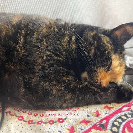 Photo 1/1 Feral Cat lost in Toronto