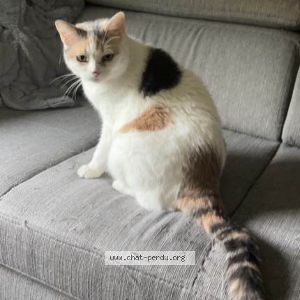 Photo of a cat found in Saint Medard En Jalles