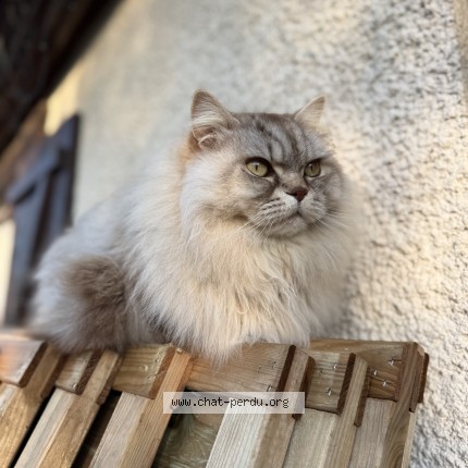 Photo of a cat found in Saint Cyr En Val