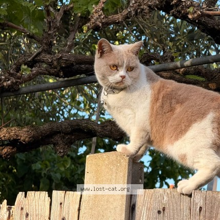 Picture of cat lost at Ilford