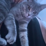 ali