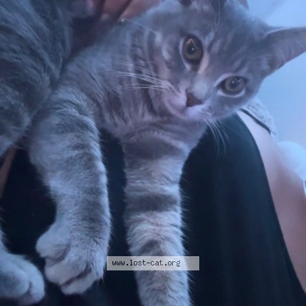 Photo 1/1 ali Cat lost in Chicago