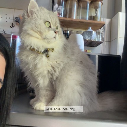 Foto 1/1 Asal Kat vermist in Didam