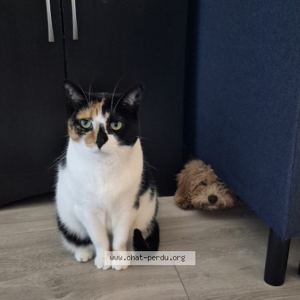 Photo 1/1 Ariel Cat lost in Montreal