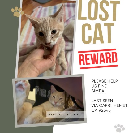 Photo 1/1 simba Cat lost in Hemet