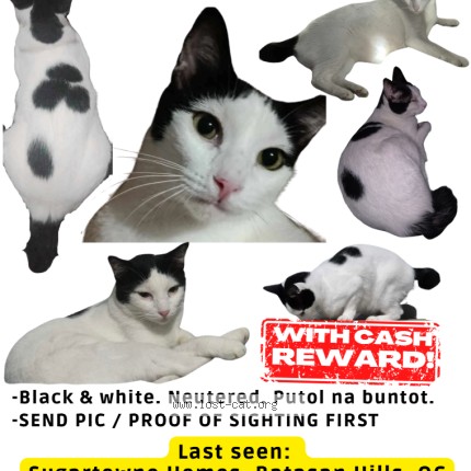 Photo 1/1 LOLO Cat lost in Quezon City