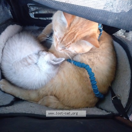 Photo 1/1 garfield Cat lost in Renton