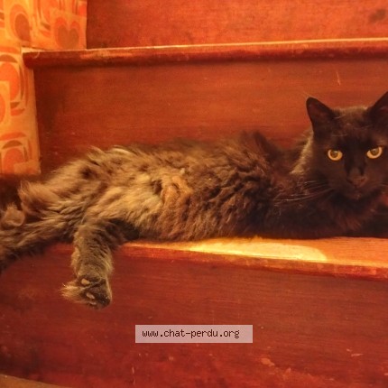 Photo of a cat found in Montreuil Bellay