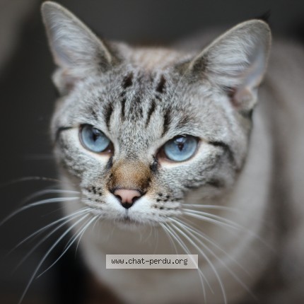 Photo of a cat found in Maxeville