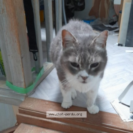 Photo of a cat found in Baziege