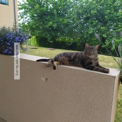 Photo of a cat found in Ruelle Sur Touvre