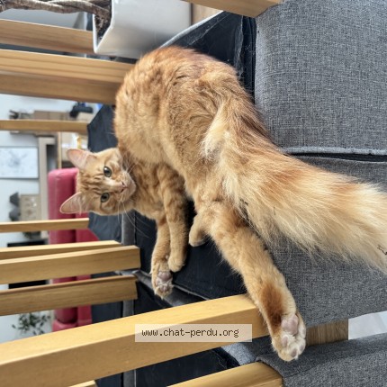Photo of a cat found in Aigre
