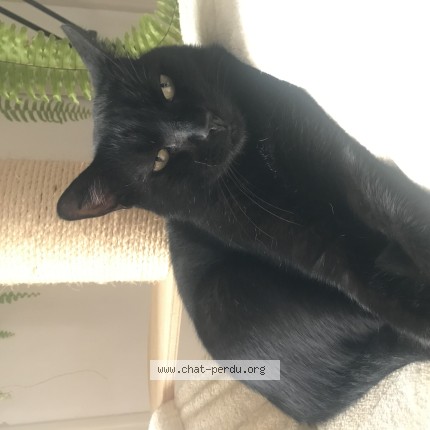 Photo of a cat found in Narbonne