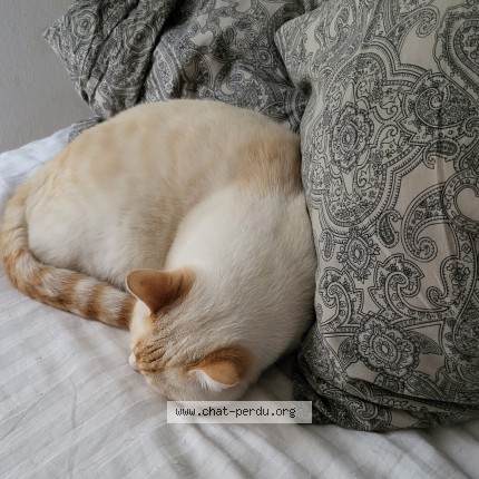 Foto 1/1 mister freeze Katze verloren in 1213 Petit Lancy