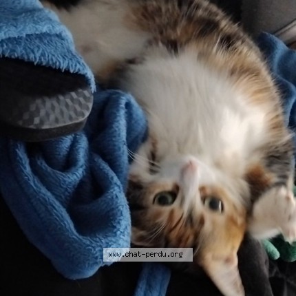 Photo of a cat found in Auxerre
