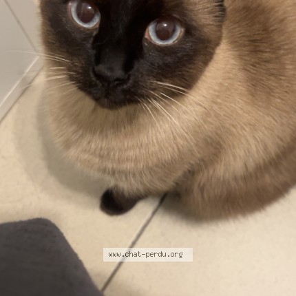 Foto 1/1 Sherou Kat vermist in Namur
