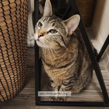 Photo of a cat found in Saint Cyr En Arthies