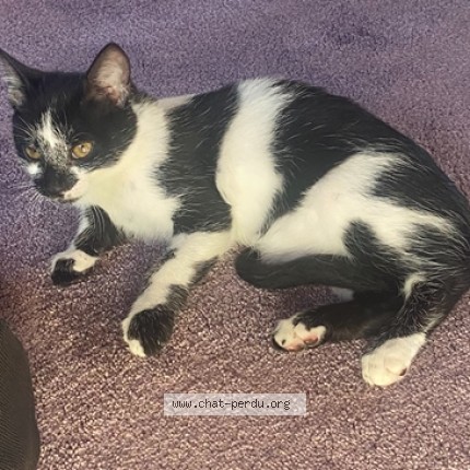 Photo of a cat found in Meudon