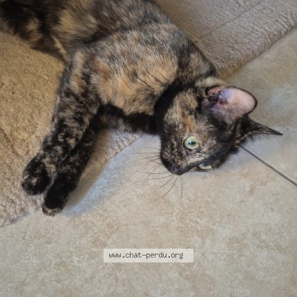 Foto 1/1 Samar Katze verloren in Montreux