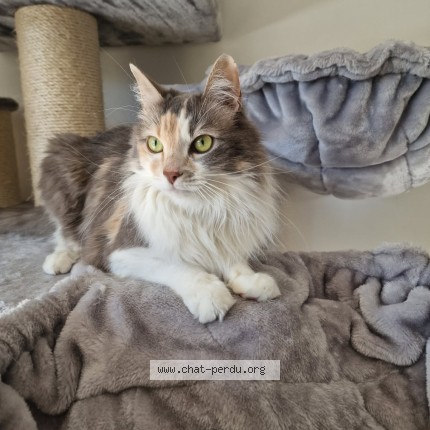 Photo of a cat found in Saint Andre De Sangonis