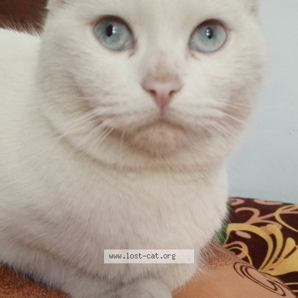 Picture of cat lost at Layyah
