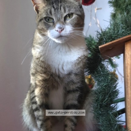 Photo of a cat found in Villa Adelina