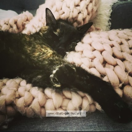 Photo of a cat found in Bessenay