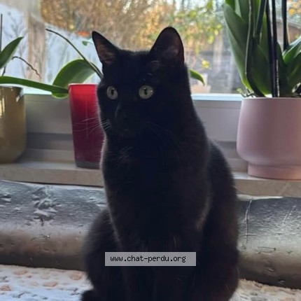 Foto 1/1 Mauricette Kat vermist in Woluwe Saint Lambert