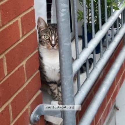 Photo 2/3 Lilith Cat lost in London