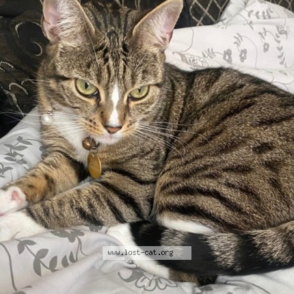 Photo 3/3 Lilith Cat lost in London
