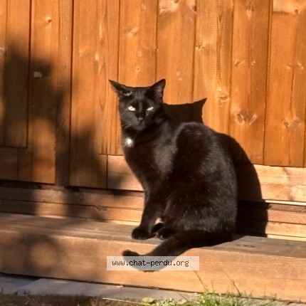 Photo of a cat found in Clermont Ferrand