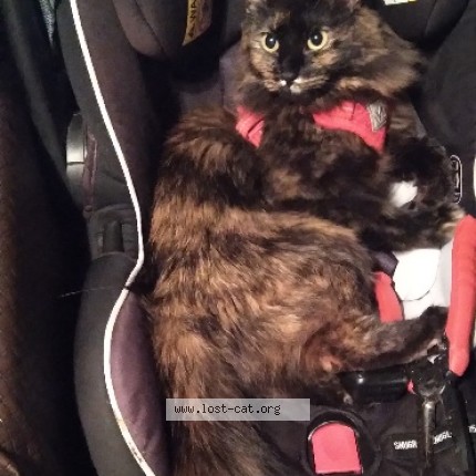 Photo 1/1 Gypsy Cat lost in Florence