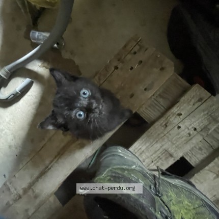 Photo of a cat found in Le Pin