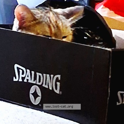 Photo 1/1 Reunited cat Lost in Long Beach