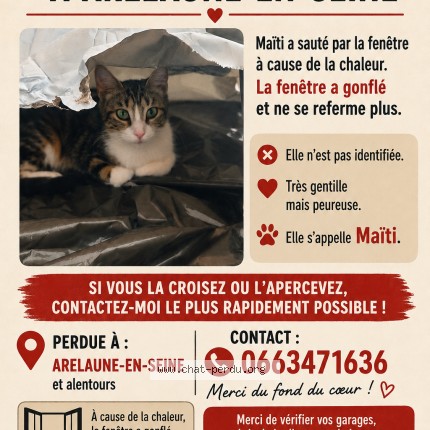 Photo of a cat found in Arelaune En Seine