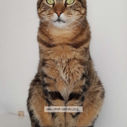 Photo of a cat found in Grenoble