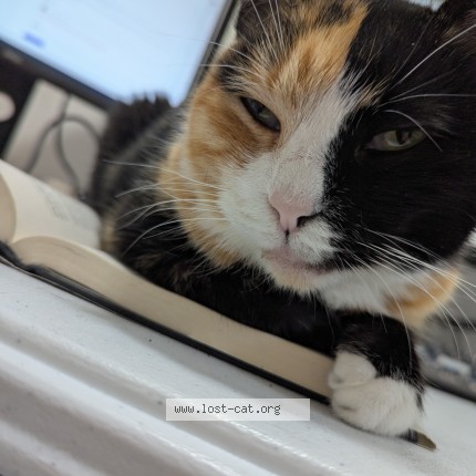 Photo 1/1 Reunited cat Lost in Folsom